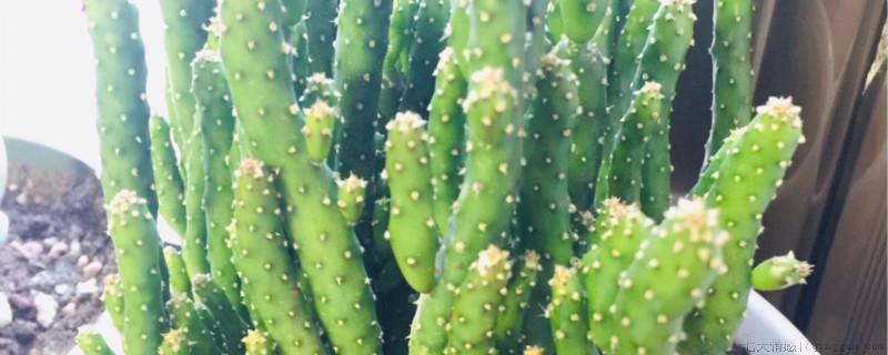 多肉植物夏天是在室内还是在室外
