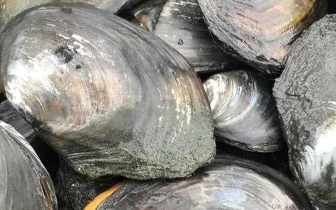 河蚌吃什么食物