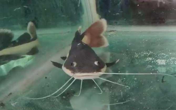 狗仔鲸吃什么食物