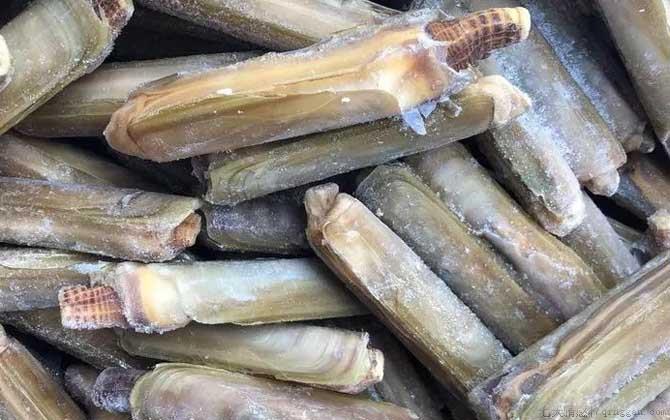 竹蛏是什么动物