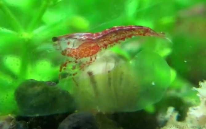 樱花虾是什么虾