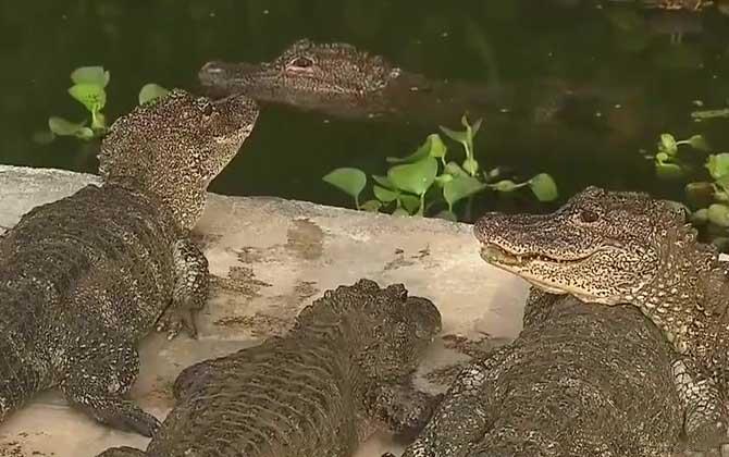 扬子鳄是什么鳄鱼