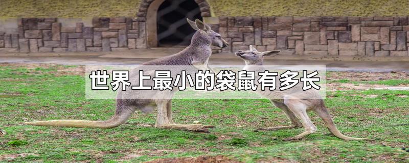 世界上最小的袋鼠有多长