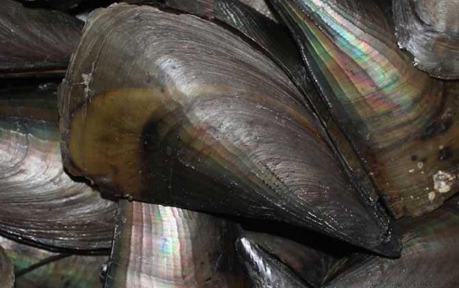 江瑶是什么贝类