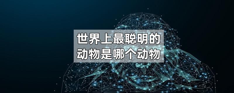 世界上最聪明的动物是哪个动物