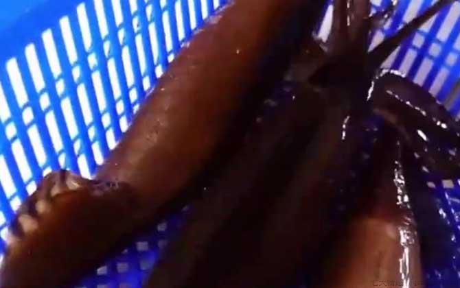 鱿鱼和鲨鱼是同一类动物吗