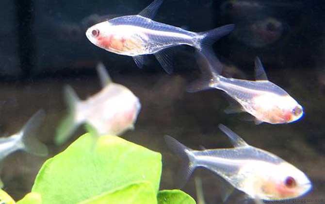 玻璃拉拉鱼是什么鱼