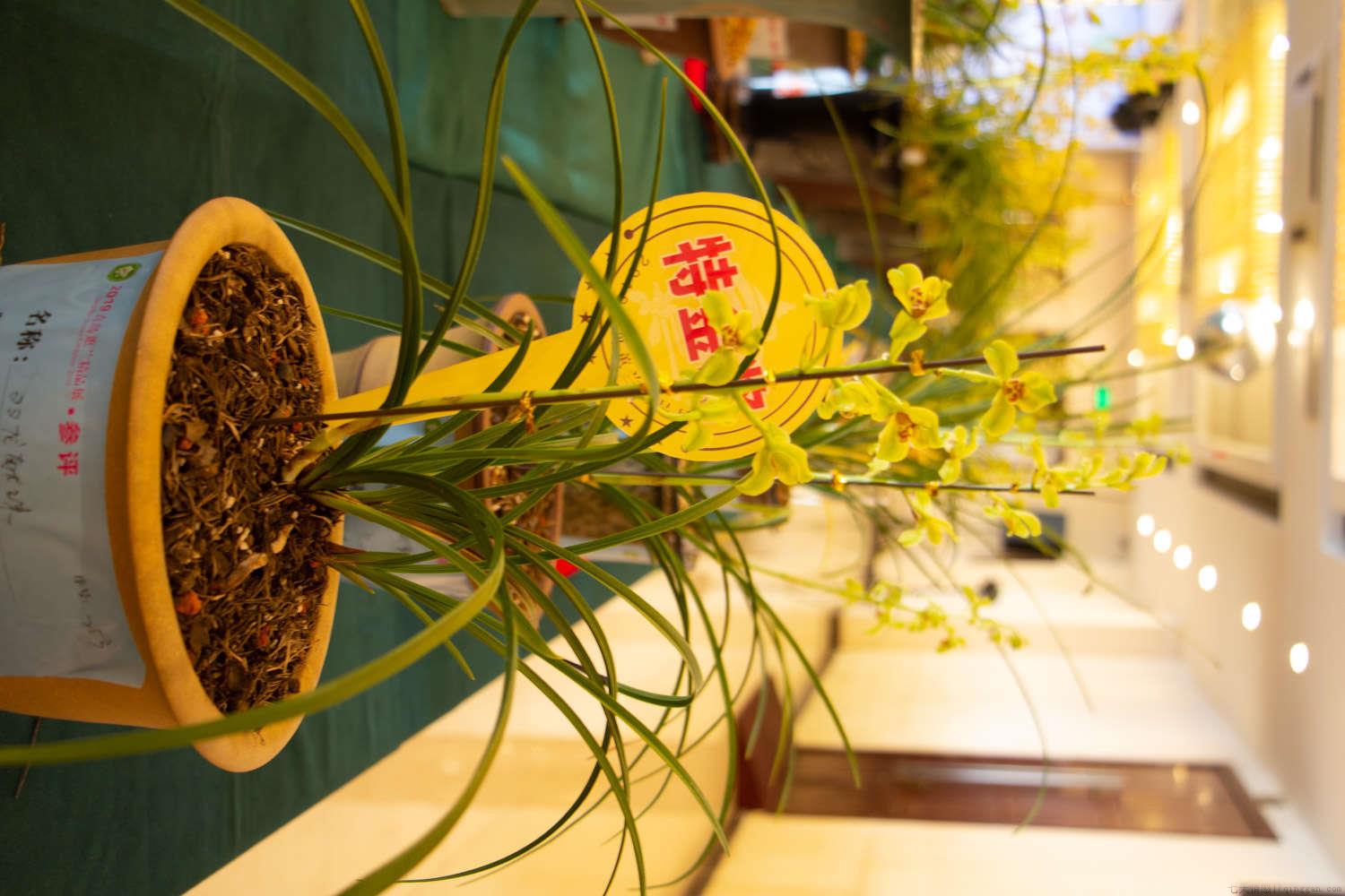 兰花怎么养殖，用什么土养殖好
