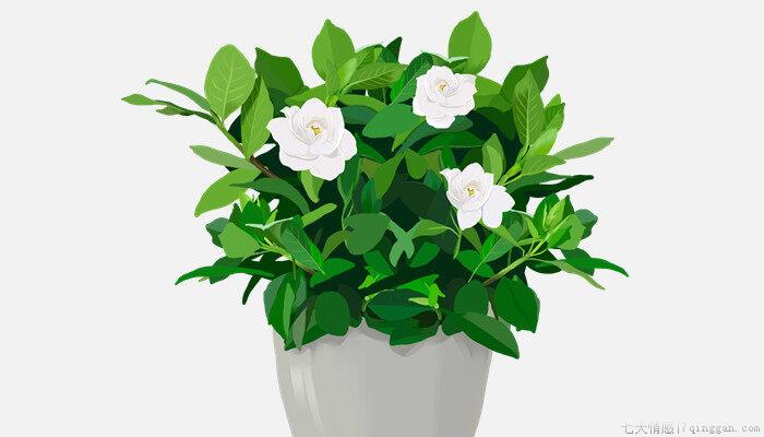 适合办公室养的32种花