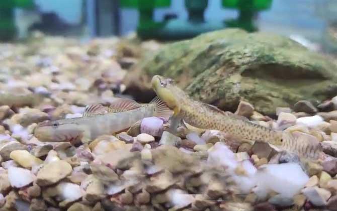 虾虎鱼是什么鱼