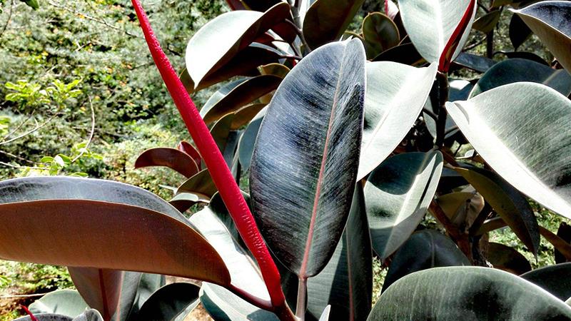 橡皮树冬天怎么养