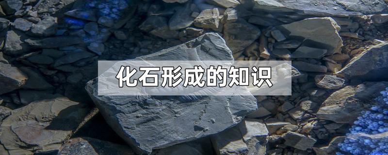 化石形成的知识
