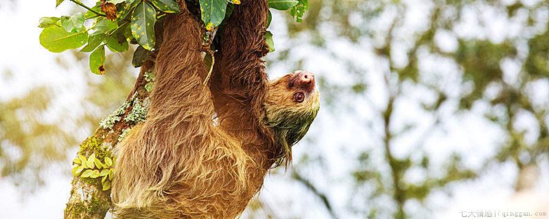 树懒为什么是树懒