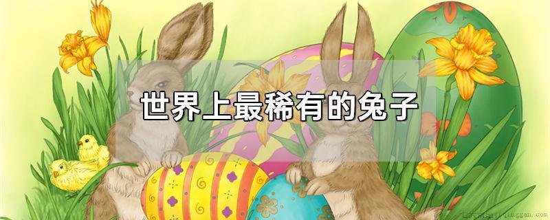 世界上最稀有的兔子