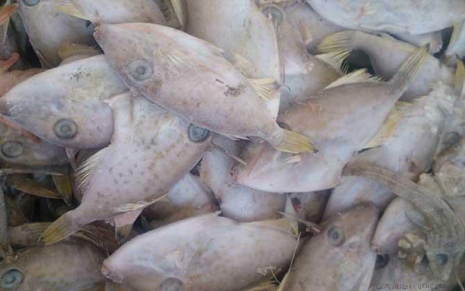 橡皮鱼是什么鱼