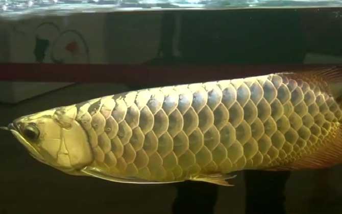 热带鱼是什么鱼