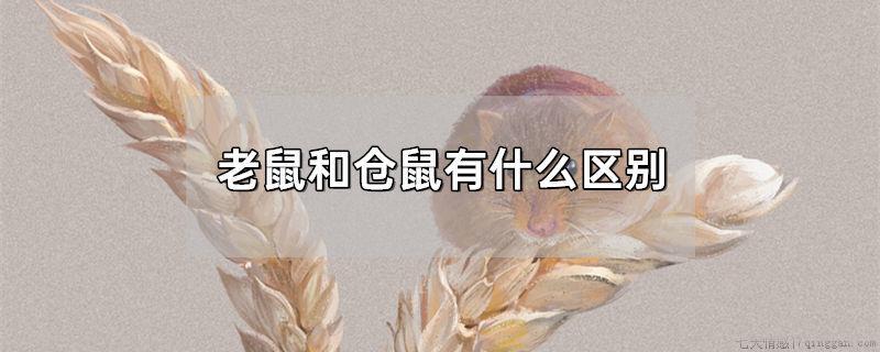 老鼠和仓鼠有什么区别