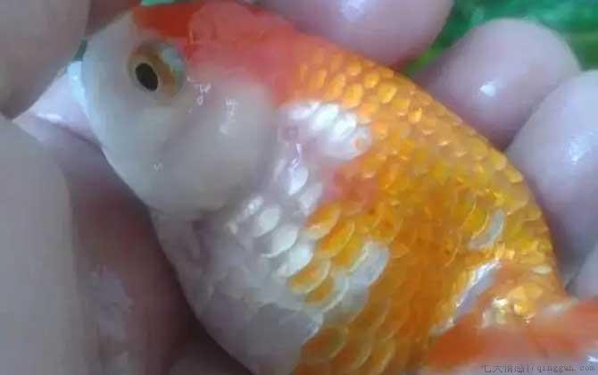 鱼炸鳞了怎样快速治疗