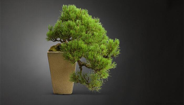 澳洲杉盆景怎么养护