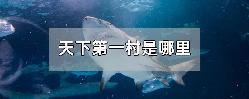 哪种鲨鱼最凶猛