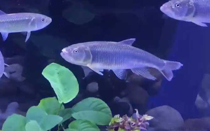 马口鱼吃什么食物