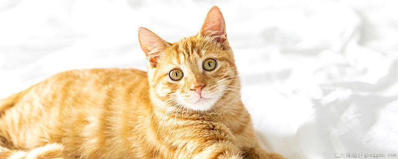 猫吃鱼为什么不怕刺