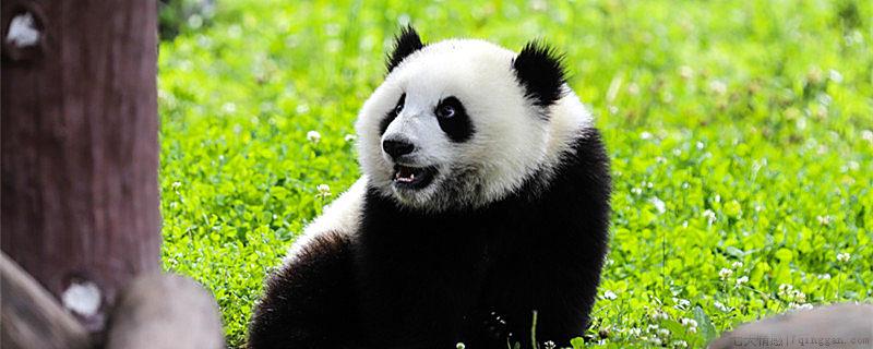大熊猫为什么是国宝