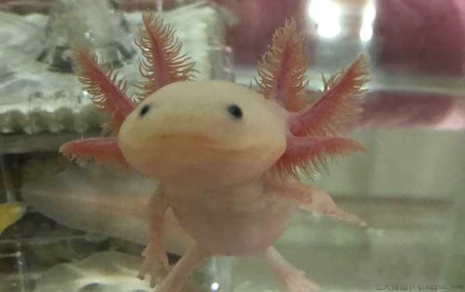 美西螈是什么动物