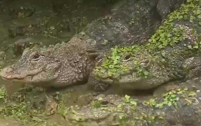 扬子鳄是什么鳄鱼