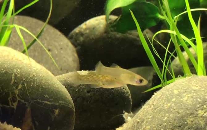 食蚊鱼是什么鱼