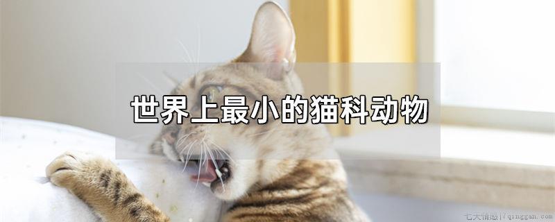 世界上最小的猫科动物