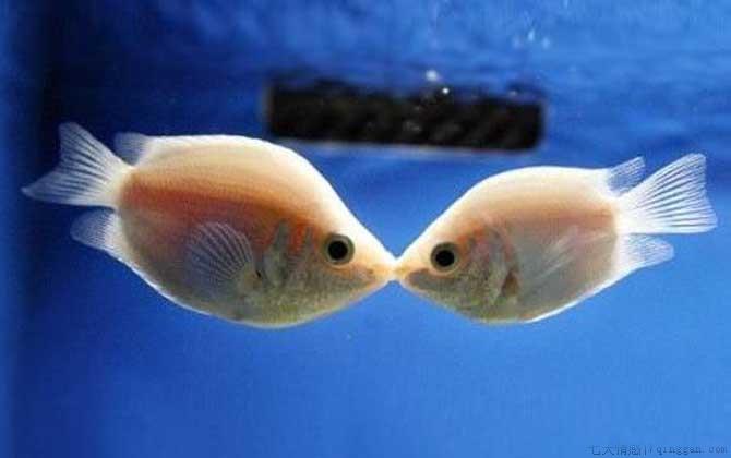 接吻鱼是什么鱼