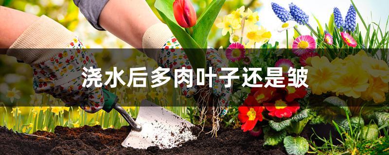浇水后多肉叶子还是皱