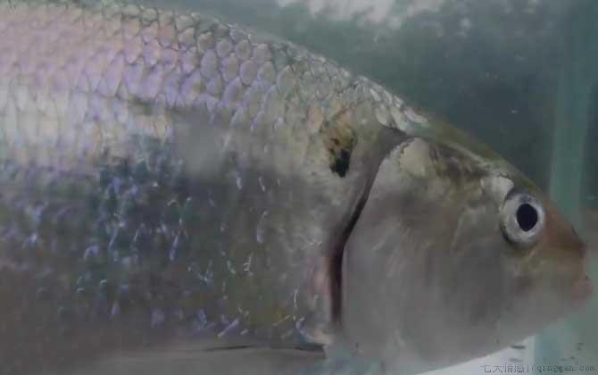 鲥鱼多刺是什么意思