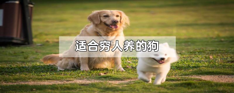 适合穷人养的狗