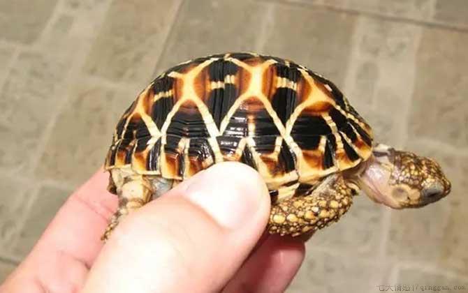 星龟是什么龟