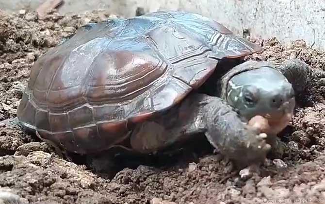草龟是什么龟