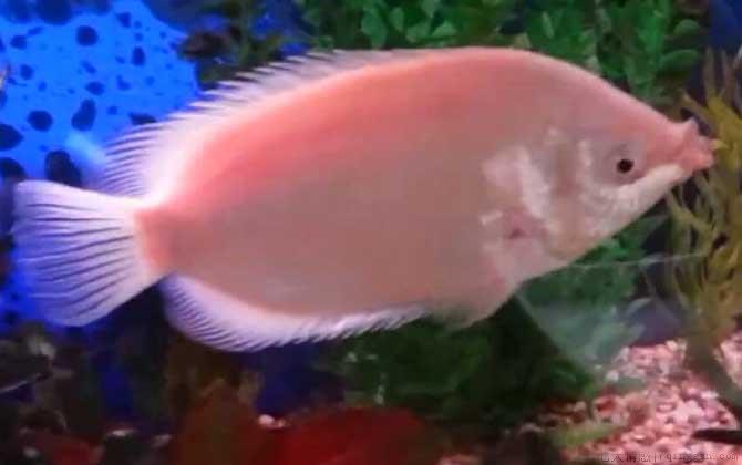 接吻鱼为什么接吻