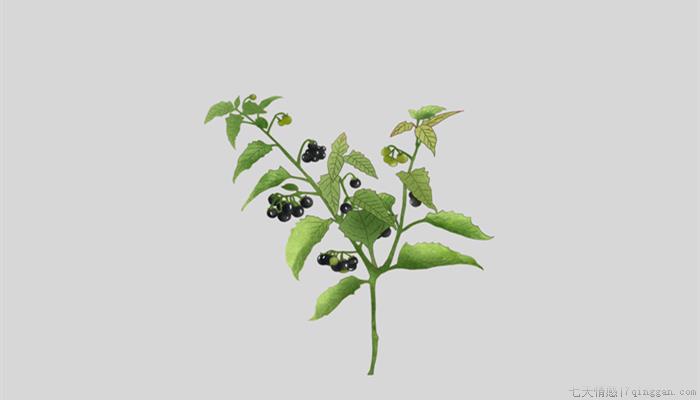 天天植物学名叫啥