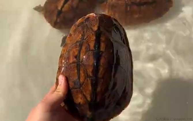 三线闭壳龟是什么龟