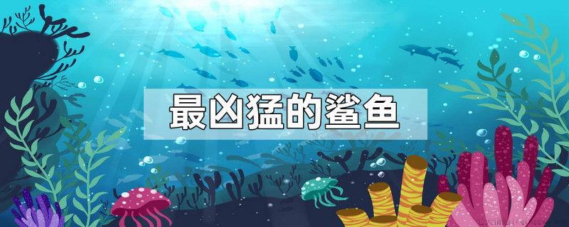 最凶猛的鲨鱼