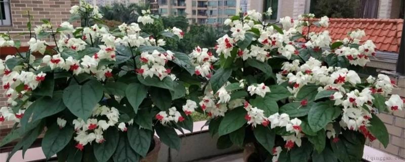 龙吐珠春天发芽吗