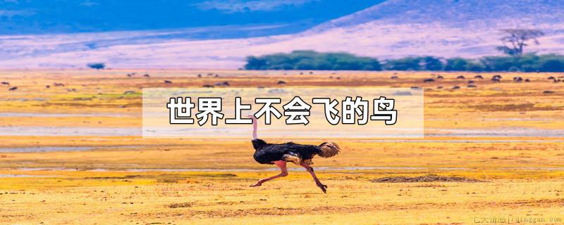 世界上不会飞的鸟