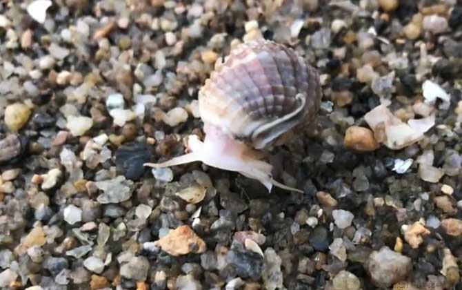 麦螺是什么螺