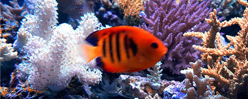 接吻鱼真的是在接吻吗