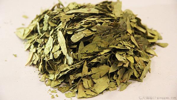 哺乳期能喝番泻叶吗