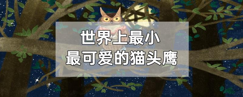 世界上最小最可爱的猫头鹰