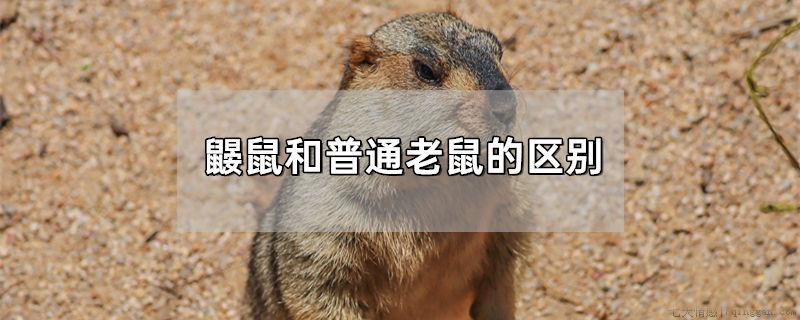 鼹鼠和普通老鼠的区别