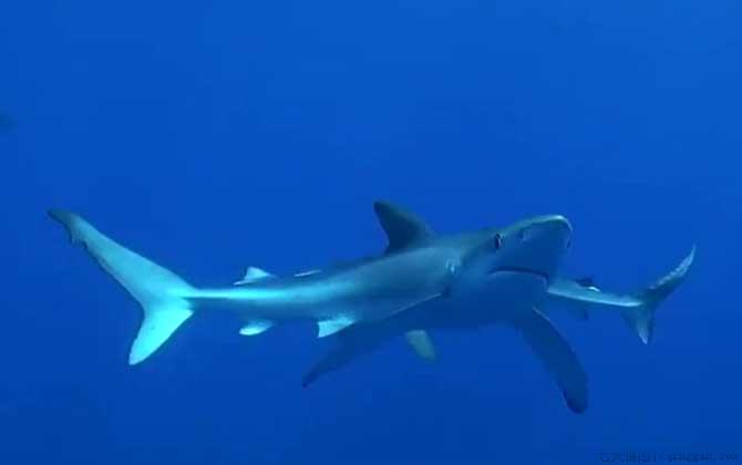 大青鲨是什么鱼