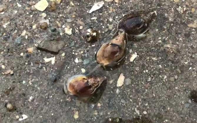 织纹螺是什么螺